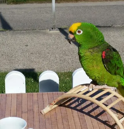 מלון Wattenkieker קושהאבן